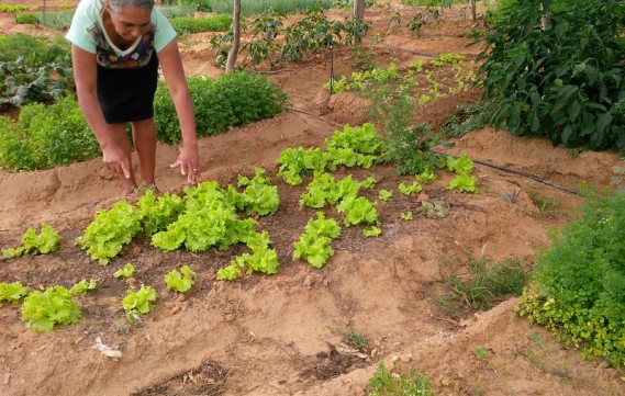 Diretorias da Fetape participam de formação em DAP com o  MAPA e Contag