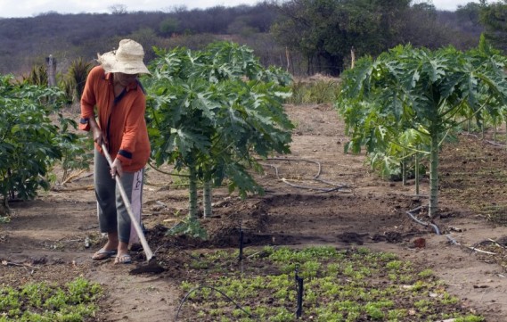 Capacitação coloca em pauta as cadeias produtivas prioritárias para o Nordeste