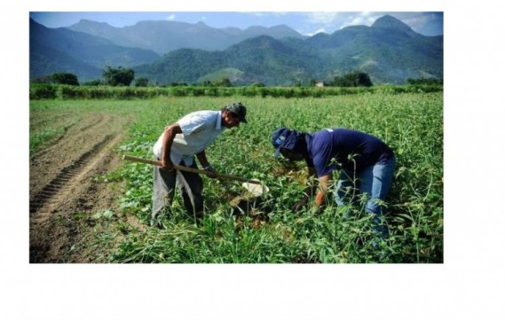 Vitória da Agricultura Familiar: PL que socorre agricultores e feirantes na pandemia é aprovado