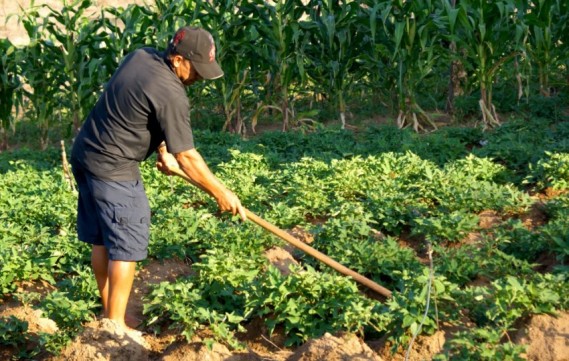 Fetape alerta para aumento de benefícios rurais negados pelo INSS