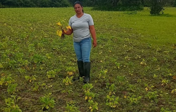 Chuvas prejudicam produção de feijão no agreste de Pernambuco