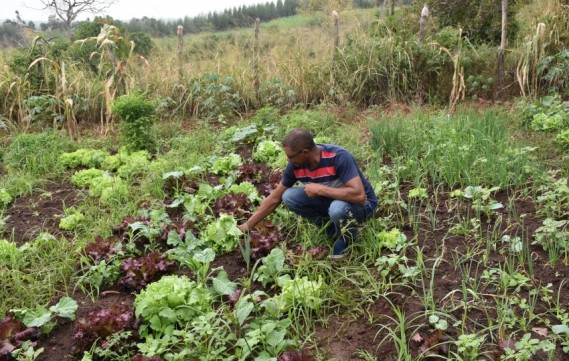 Conjunto de medidas para proteção de agricultores familiares durante pandemia deve entrar em pauta nesta semana na Câmara dos Deputados