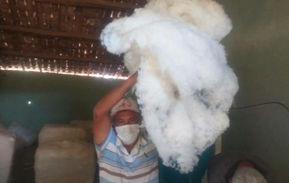 Agricultura familiar do Pajeú inicia semana beneficiando algodão orgânico finalizando a safra 2020