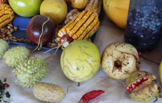 Prefeituras distribuem merenda industrializada enquanto alimentos se perdem no campo