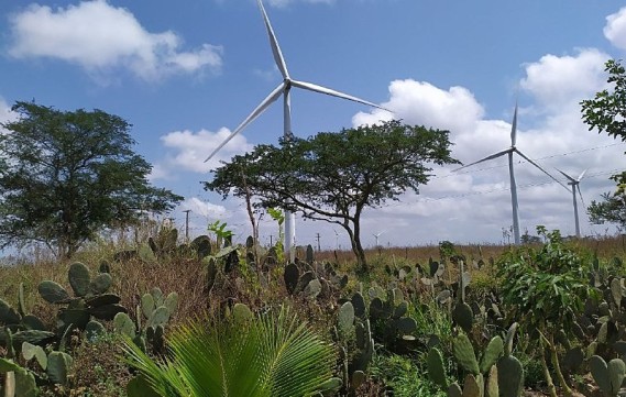 Noites em claro, antidepressivos e casas destruídas: o drama de famílias nos parques eólicos