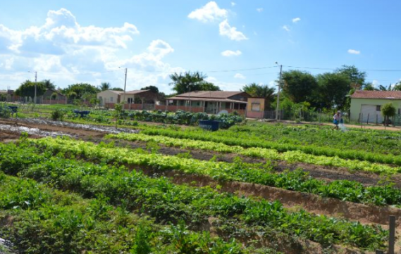 Assentados fortalecem ações agroecológicas em Petrolina (PE)